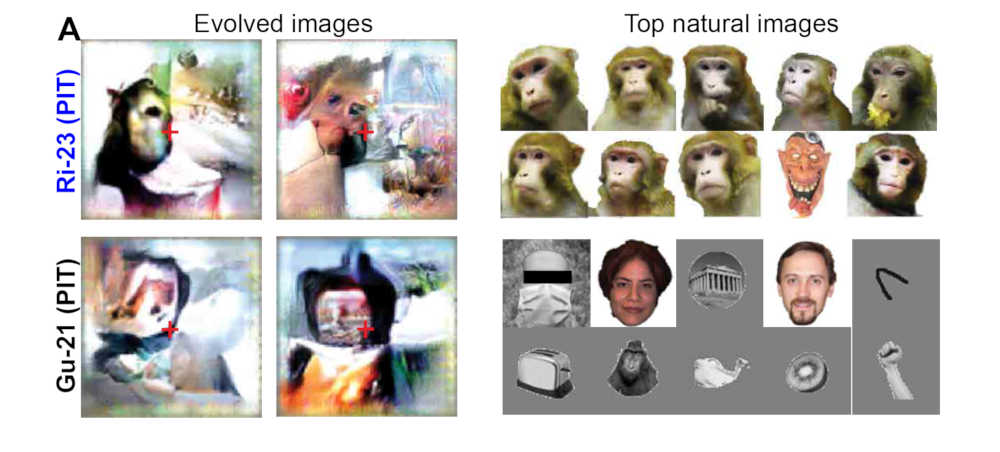 Links vier der generierten "Super-Stimuli", rechts die natürlichen Bilder, die die stärkste Reaktion hervorbrachten. Bild: Ponce et al.