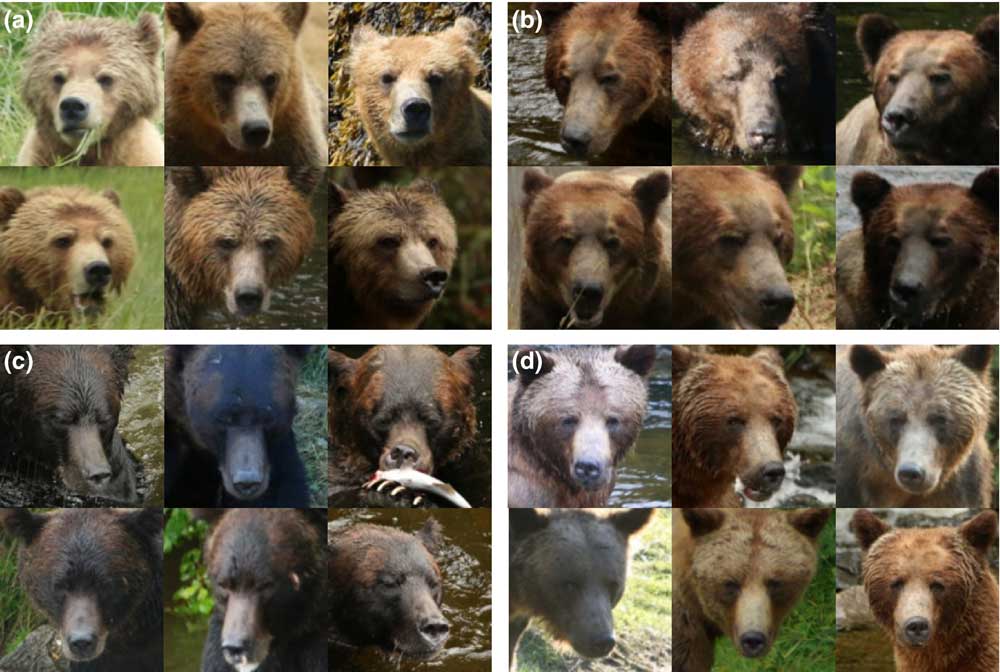 Bären Gesichter