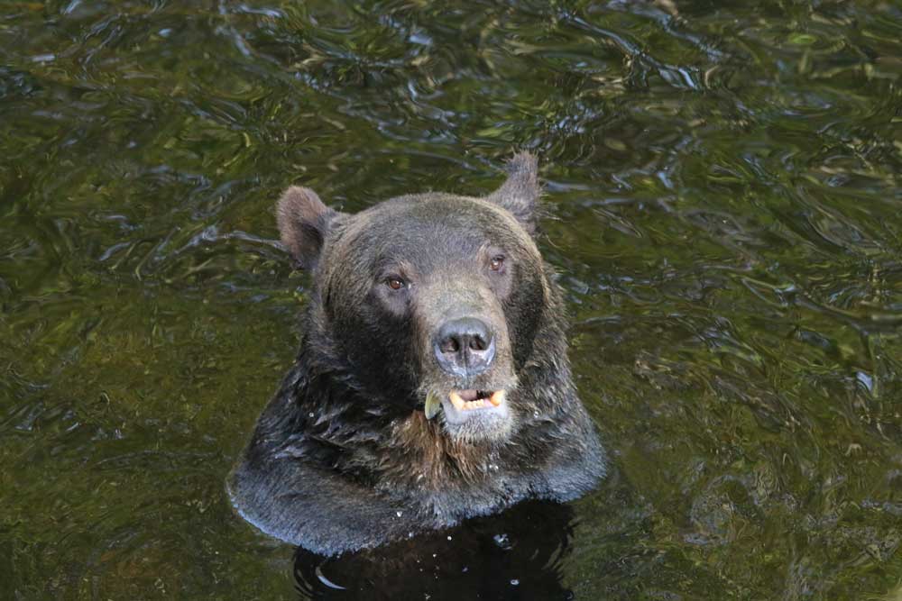 Animal Farm 2.0: Wie Gesichtserkennung die Bärenforschung verändert