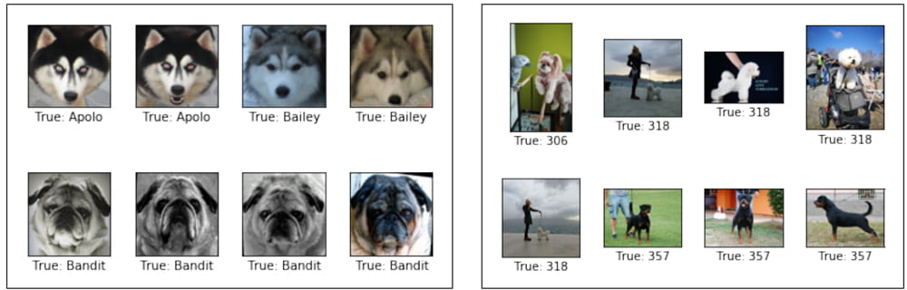 Fotos von Hunden aus einer Bildanalyse