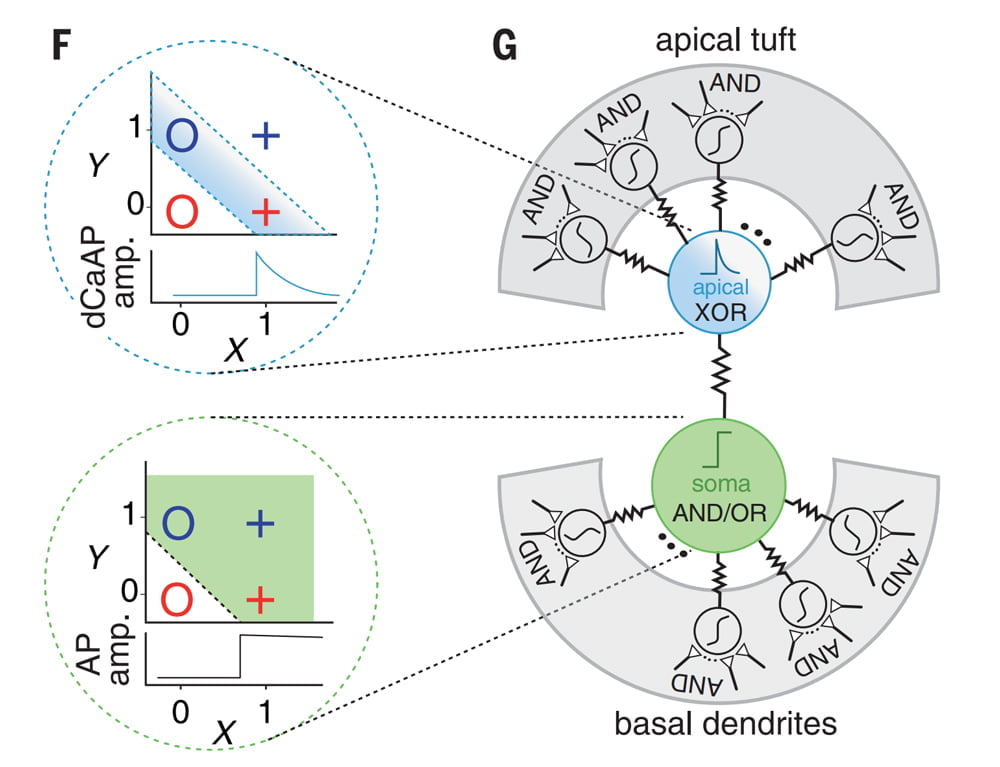 Darstellung der XOR und AND/OR Funktionen im Neuron