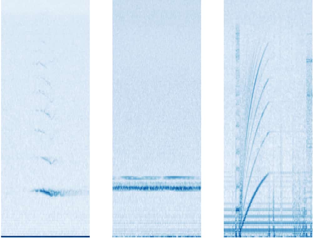 Diese Spektrogramme bekommt die KI zu sehen. Links die Darstellung eines Walrufes. In der Mitte die Störgeräusche eines Bootes und rechts das Geräusch der Festplatte des Hydrophons.