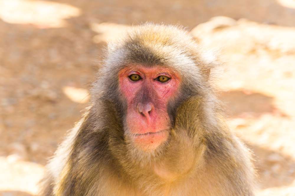 Hirnchip-Sehprothese: Affe sieht Bilder direkt im Gehirn