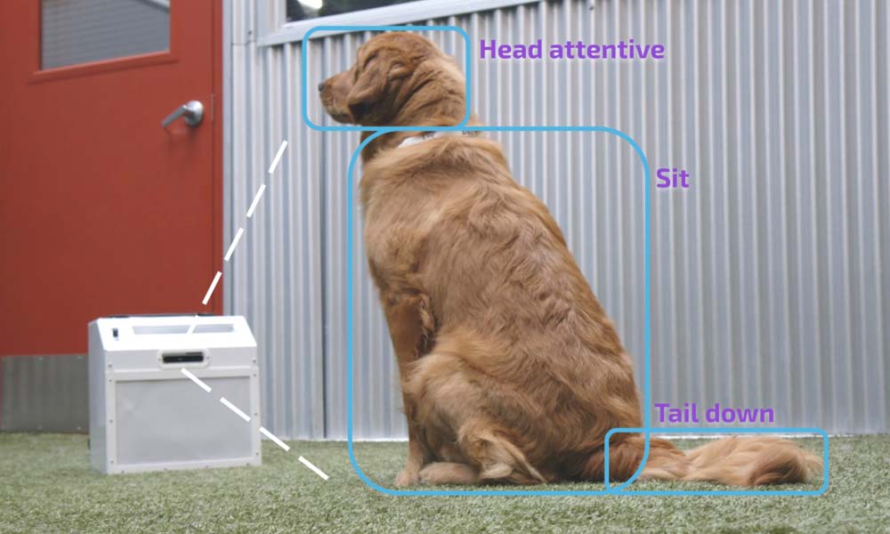Diese KI-gestützte Leckerli-Maschine bringt deinem Hund Manieren bei
