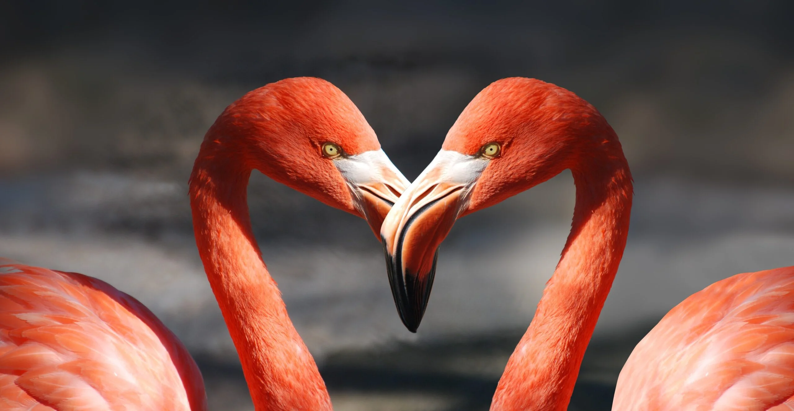 Deepmind Flamingo: KI zeigt besseres visuelles Verständnis