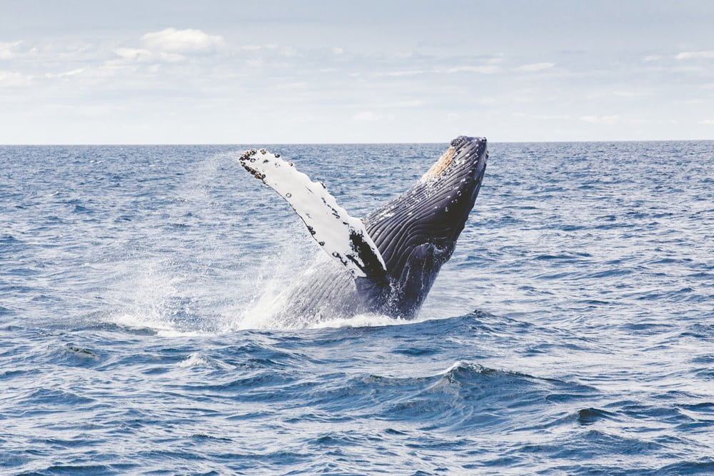 Google lässt Künstliche Intelligenz Wale beobachten