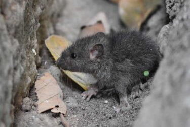 DeepSqueak: KI macht die geheimen Rufe von Mäusen und Ratten hörbar