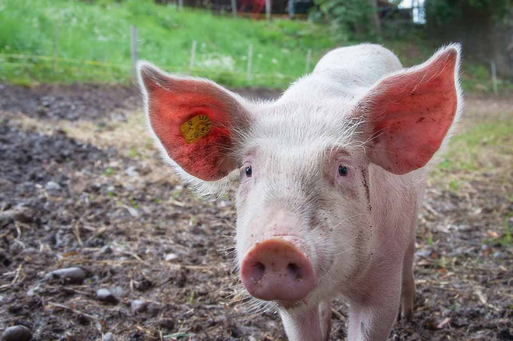 KI-Schwangerschaftstest soll bei der Schweinezucht helfen