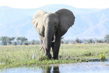 Wie Künstliche Intelligenz Elefantenleben rettet