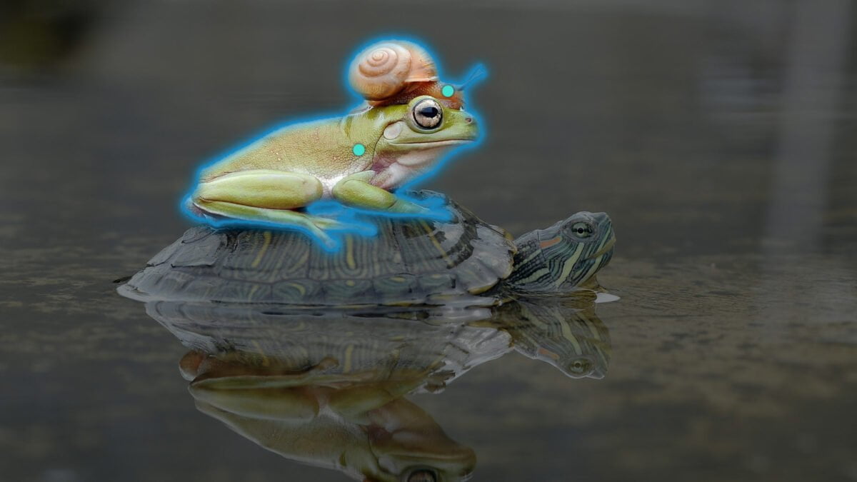 Ein Forsch auf einer Schildkröte mit einer Schnecke auf dem Kopf. Der Frosch auf dem Bild ist markiert.