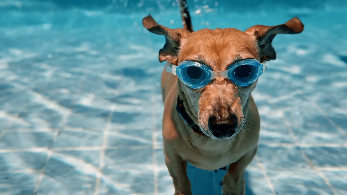 Google bringt KI-Videogenerator Veo 2 in die Gemini-App