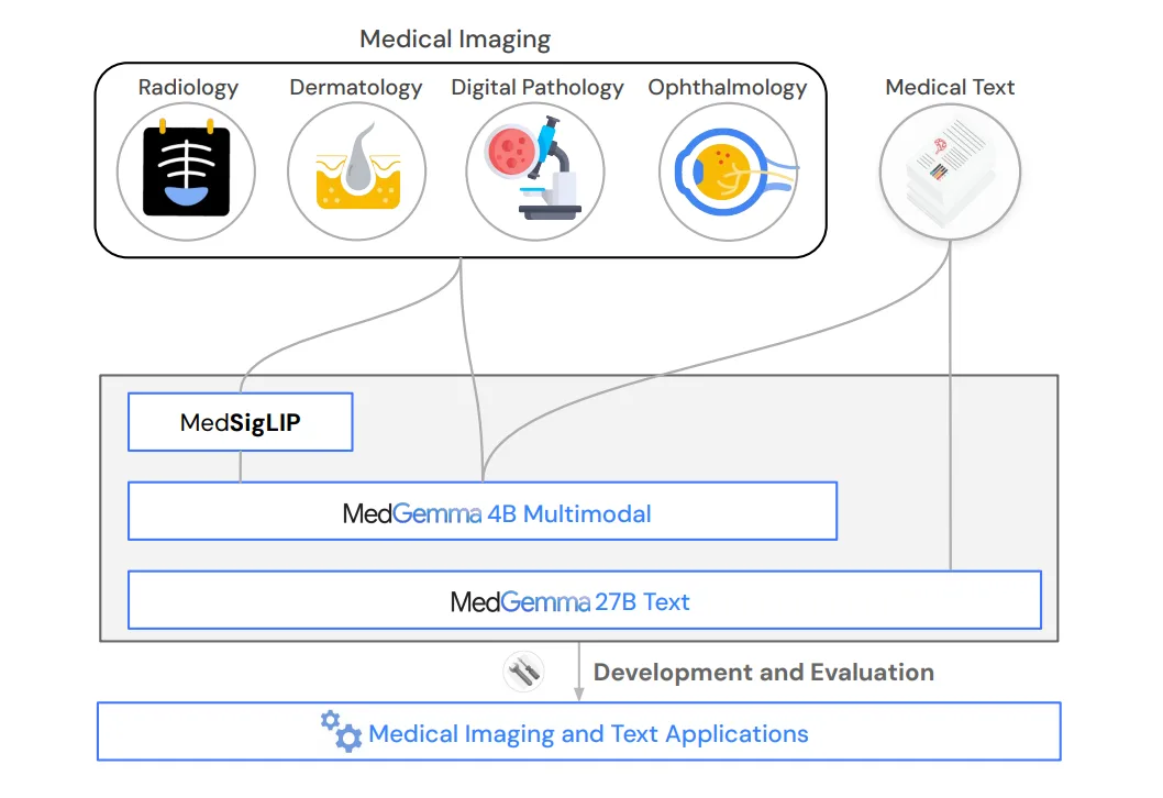  MedSigLIP kodiert medizinische Bilder für MedGemma 4B, während MedGemma 27B medizinischen Text verarbeitet.