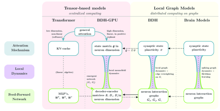 Diagramm mit vier Säulen von links nach rechts: Transformer, BDH-GPU, BDH und Brain Models. Jede Säule zeigt Attention Mechanism, Local Dynamics und Feed-Forward Network. Pfeile verbinden die Architekturen und zeigen ihre Verwandtschaft. Links sind tensorbasierte Modelle, rechts lokale Graphmodelle dargestellt.