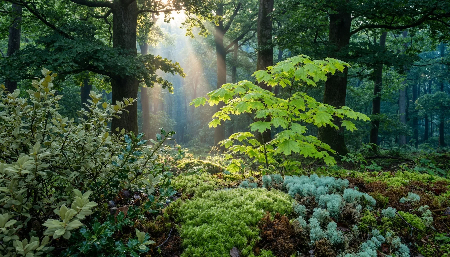 Von Qwen-Image-2.0 generierte fotorealistische Waldszene mit Sonnenstrahlen, die durch das Blätterdach fallen. Im Vordergrund verschiedene Moosarten und Sträucher in zahlreichen Grüntönen, im Mittelgrund junge Ahornblätter, im Hintergrund hohe Eichen und ein blaugrüner Dunstschleier.
